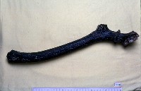 藏品(水鹿角化石)的圖片